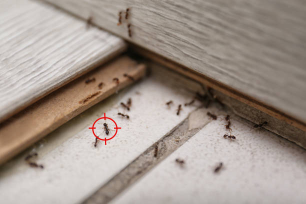 Best Termite Control Services  in White Sands, NM