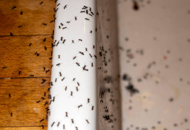 Best Best Pest Control Companies  in White Sands, NM