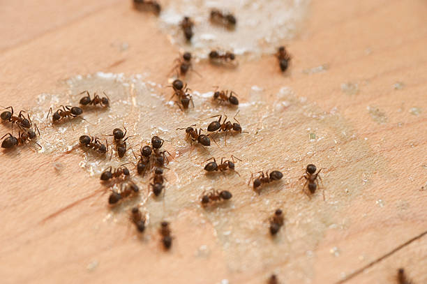 Best Cockroach Control Services  in White Sands, NM